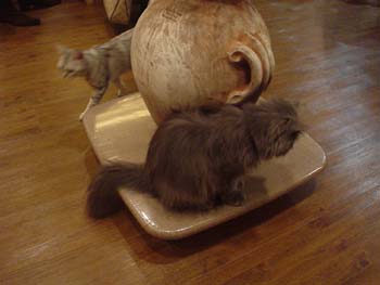2003-02-20 tokyo14 cats livin 064